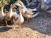 Geese — fotografija 4