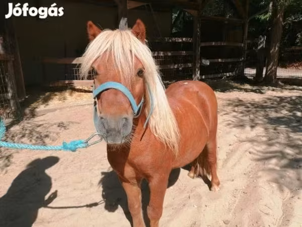 Horse (M), Shetland Pony