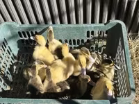 Ducks — fotografija 1