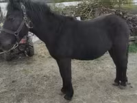 Horse (M), Horses — photo 2