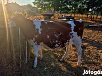 Krowa, Simmental cattle — zdjęcie 1
