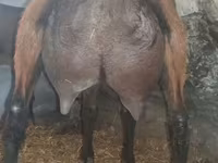 Ziegenbock, Alpine goat — Foto 4