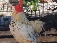 Chickens — photo 1