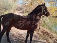 Horse (M), Karabair horse — photo 2