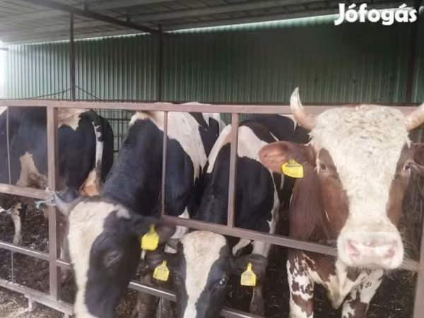 Taureau, Race Holstein — Hongrie