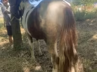 حصان, Indian half-bred — الصورة 3