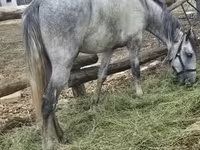 Aygʻir, Lipizzaner — 7-rasm