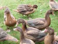 Ducks — foto 2