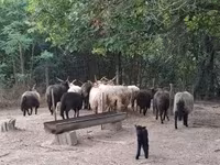 Schaf, Racka sheep — Foto 2