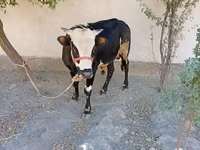 Бик, Russian Black pied cattle — фото 5