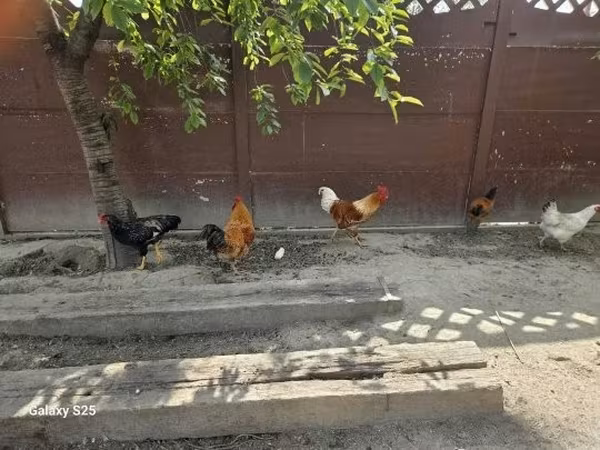 Chickens — Угорщина