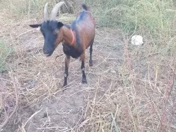 母山羊, Alpine goat