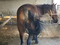 Pastuv, Tatar horse — fotografija 3