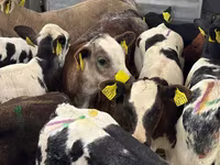 Goveda (partija, pol nije naveden), Simmental cattle — fotografija 3
