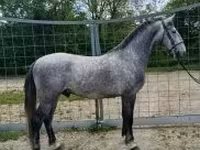 حصان, Lipizzaner — الصورة 1
