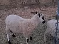 Carneiro, Cerry Hill sheep — foto 2