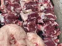 Carneiro, Ovelhas — foto 6
