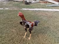 Chickens — fotografija 2