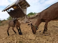 Теке, Alpine goat — 5-сурет