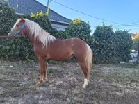 Koń, Konie — zdjęcie 3
