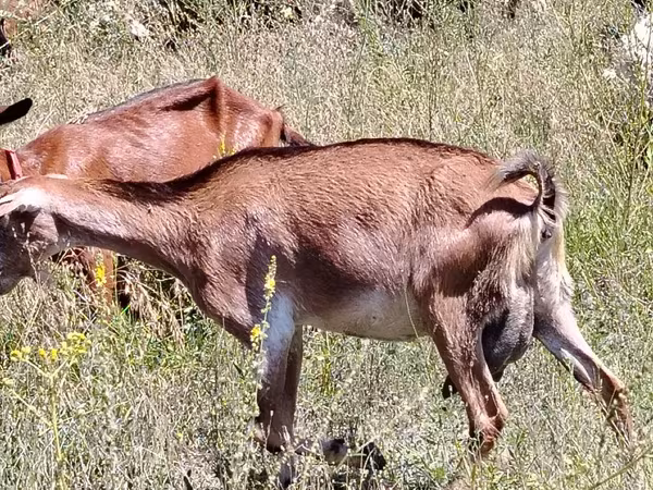 Koza, Nubian Goat