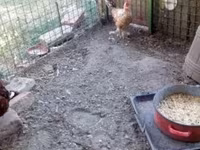 Chickens — fotografija 2