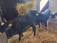 सांड, Simmental cattle — फ़ोटो 8