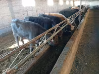 Sigir, Swiss cattle — 6-rasm