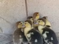 Ducks — zdjęcie 5