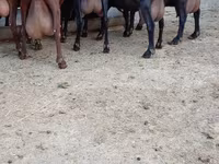 Koza, Murcia-Granada goats — fotografija 3