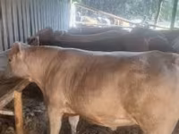 Toro, Ganado vacuno — foto 2