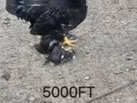 Chickens — zdjęcie 4
