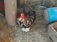 कोचीन — फ़ोटो 4