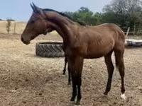 Hengst, Hungarian horse breed — Foto 5