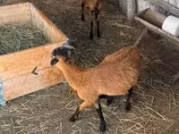 Carnero, Cameroon sheep — foto 7