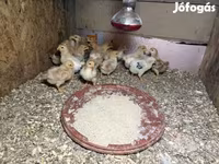 Chickens — الصورة 1
