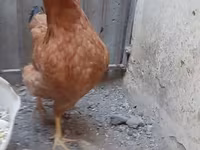 Chickens — fotografija 2