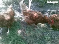 Danish hen — photo 7