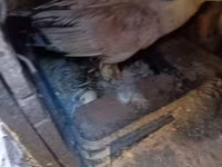 Ducks — Foto 2