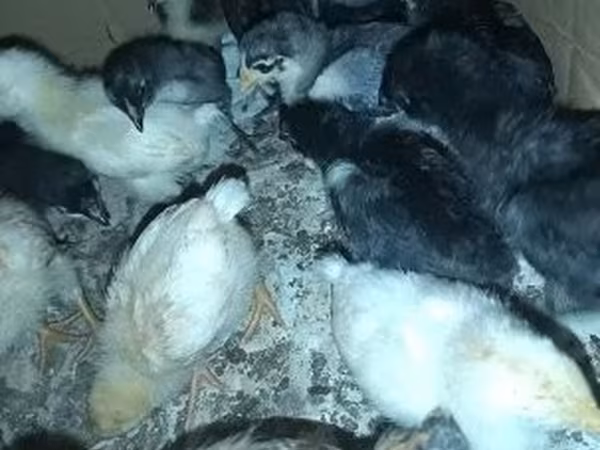 Chickens — Угорщина