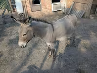 Cavalo, Cavalos — foto 2