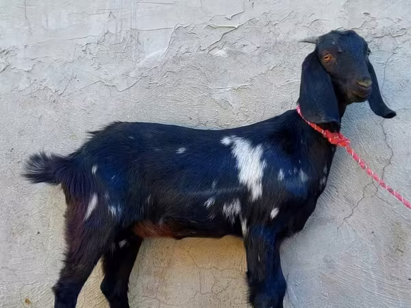 Koza, Beetal goats