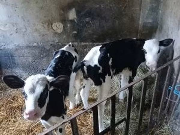 Krowa, Russian Black pied cattle — Węgry