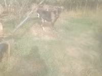 Ziegenbock, Ziegen — Foto 5