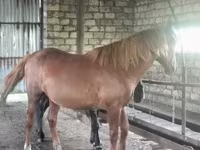 Pastuv, Kustanai horse — fotografija 5