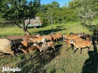 绵羊（批次，未指定性别）, Cameroon sheep — 照片 6