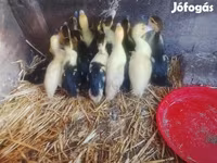 Ducks — photo 4
