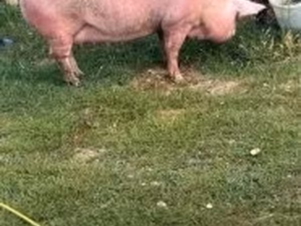 Porca, Porcos — Hungria
