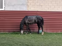 Pastuv, Azerbaijan horse — fotografija 2