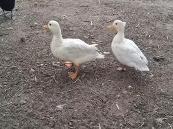 Ducks — Macarıstan